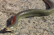 eel